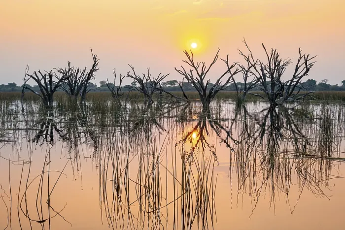 Framed Print : Dead Trees Reflected in Sunset Print, Okavango Delta Framed Print : Dead Trees Reflected in Sunset Print, Okavango Delta