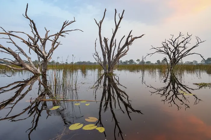 Framed Print : Dead Trees in Sunset Reflection, Okavango Delta Print Framed Print : Dead Trees in Sunset Reflection, Okavango Delta Print