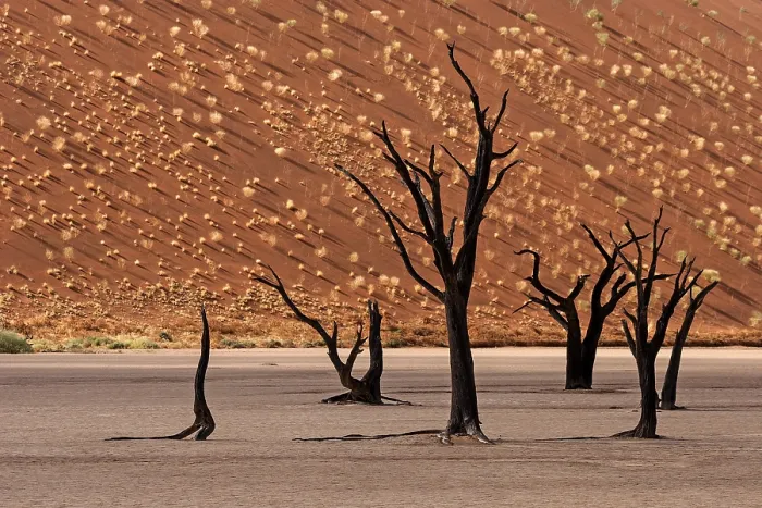 Framed Print : Dead Trees in Namib Desert, Sossusvlei Print Framed Print : Dead Trees in Namib Desert, Sossusvlei Print