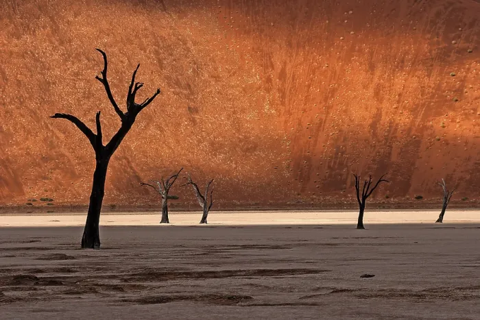Framed Print : Dead Trees in Namib Desert, Sossusvlei Print