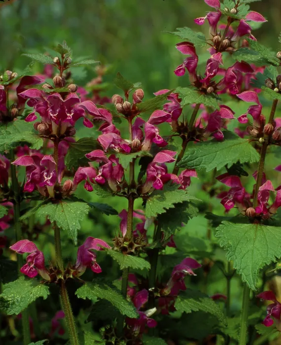 Framed Print : Deadnettle Print by ImageBROKER Framed Print : Deadnettle Print by ImageBROKER