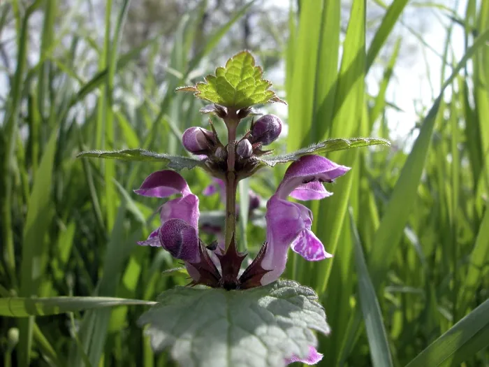 Framed Print : Deadnettle Flower Print - Lamium maculatum Framed Print : Deadnettle Flower Print - Lamium maculatum