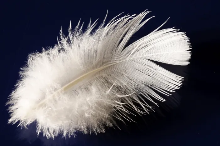Framed Print : Deaf Feather / Spring Print Framed Print : Deaf Feather / Spring Print