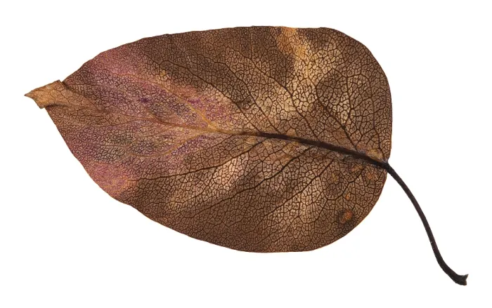 Framed Print : Decayed Apple Leaf Print - Autumn Backside Framed Print : Decayed Apple Leaf Print - Autumn Backside