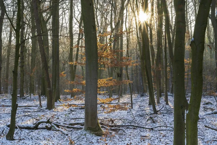 Framed Print : Deciduous Forest Print with Snow, Germany Framed Print : Deciduous Forest Print with Snow, Germany