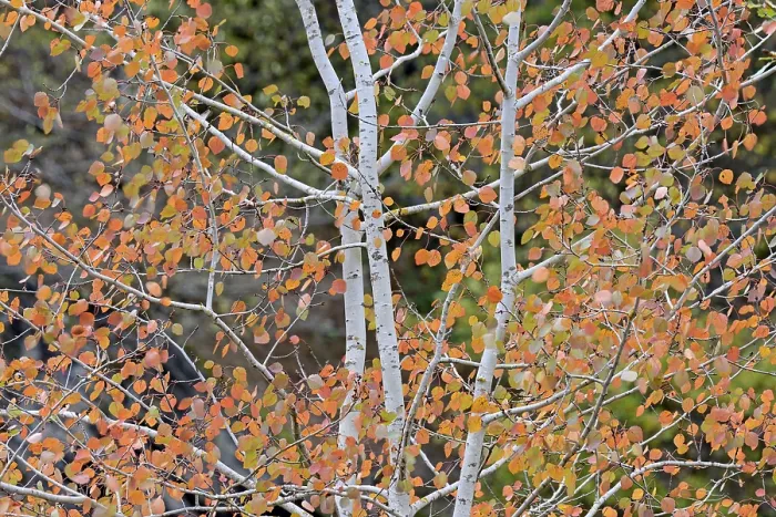 Framed Print : Aspen Tree Print, Eastern Eifel, Germany Framed Print : Aspen Tree Print, Eastern Eifel, Germany
