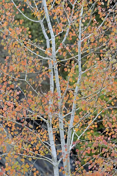 Framed Print : Aspen (Populus tremula) Deciduous Tree Print Framed Print : Aspen (Populus tremula) Deciduous Tree Print