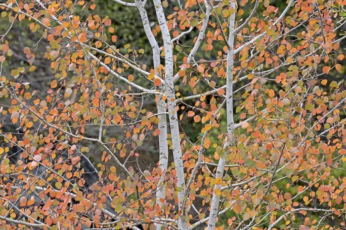 Framed Print : Aspen Tree Print, Eastern Eifel Germany Framed Print : Aspen Tree Print, Eastern Eifel Germany