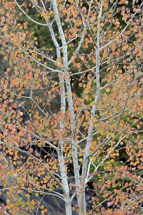 Framed Print : Aspen Tree Print, Eastern Eifel, Germany Framed Print : Aspen Tree Print, Eastern Eifel, Germany
