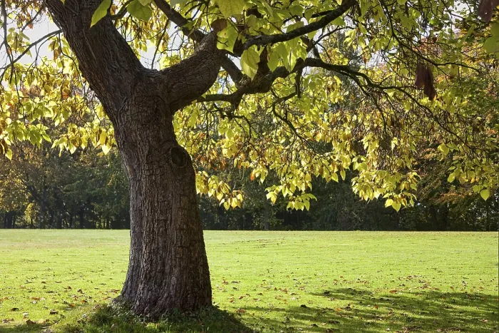 Framed Print : Deciduous Tree Print with Backlighting in Autumn, Germany Framed Print : Deciduous Tree Print with Backlighting in Autumn, Germany