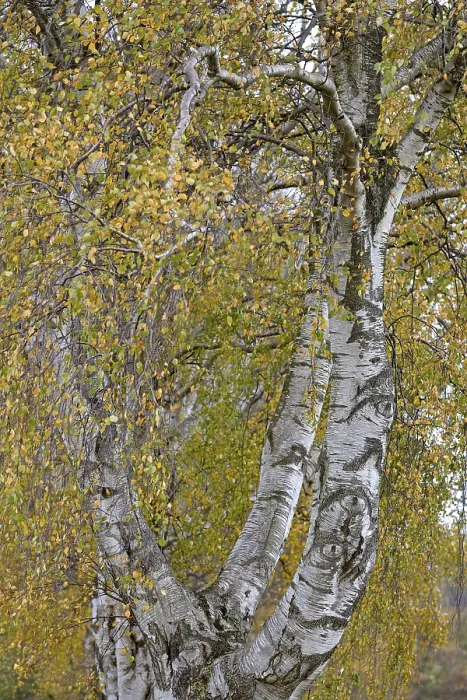 Framed Print : Deciduous Birch Tree Print, North Rhine-Westphalia, Germany Framed Print : Deciduous Birch Tree Print, North Rhine-Westphalia, Germany