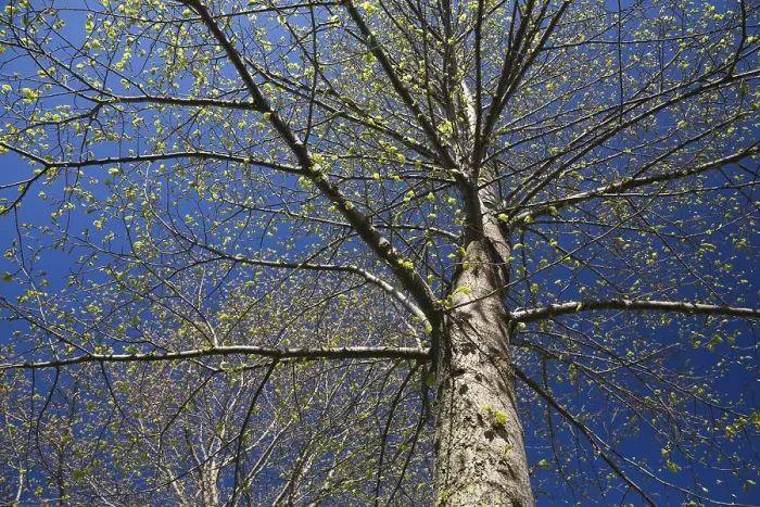 Framed Print : Deciduous Tree Print with Emerging Buds in Spring Blue Sky Framed Print : Deciduous Tree Print with Emerging Buds in Spring Blue Sky