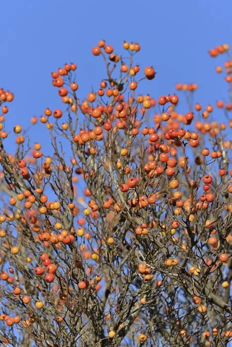 Framed Print : Deciduous Tree Print with Red Fruits and Blue Sky Framed Print : Deciduous Tree Print with Red Fruits and Blue Sky