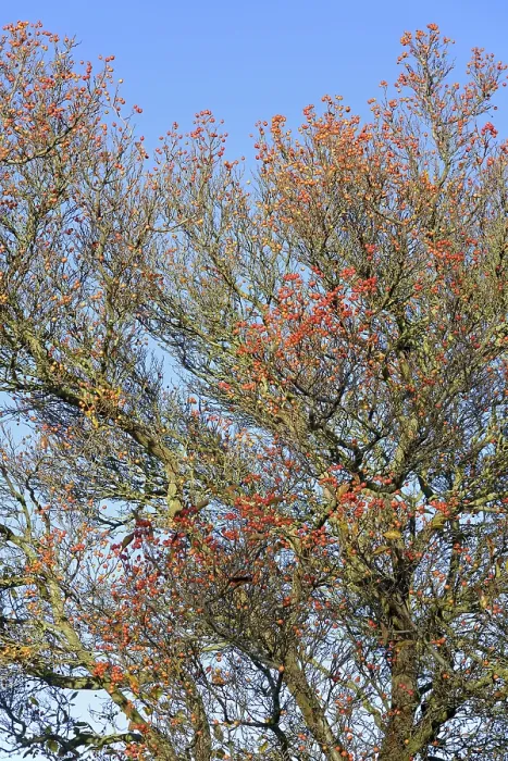 Framed Print : Deciduous Tree Print with Red Fruits and Blue Sky Framed Print : Deciduous Tree Print with Red Fruits and Blue Sky