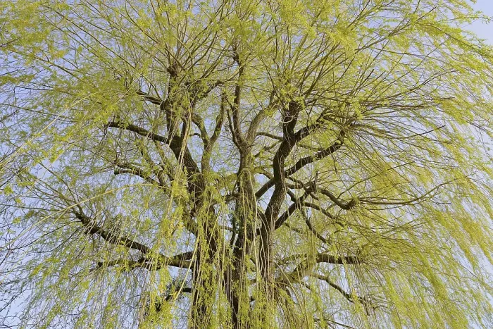 Framed Print : Willow Tree Print