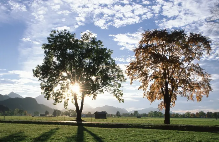 Framed Print : Deciduous Trees Print, Bavaria, Germany in Backlight