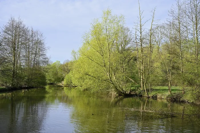 Framed Print : Deciduous Trees on the River Lippe in Spring Print, Germany