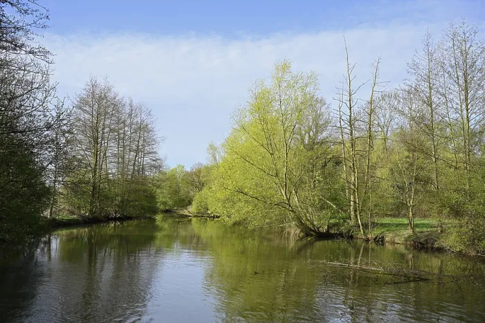 Framed Print : Deciduous Trees on the River Lippe, Print Framed Print : Deciduous Trees on the River Lippe, Print