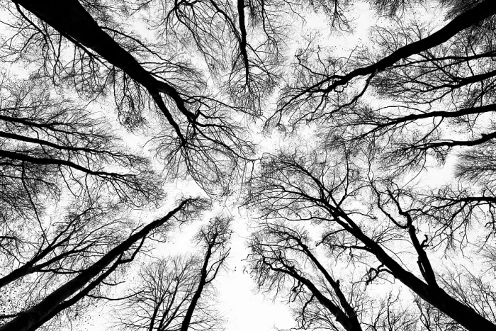 Framed Print : Black and White Deciduous Trees Print, Unterallgau, Bavaria Framed Print : Black and White Deciduous Trees Print, Unterallgau, Bavaria
