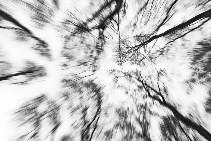 Framed Print : Deciduous Trees Print, Unterallgau, Bavaria Framed Print : Deciduous Trees Print, Unterallgau, Bavaria