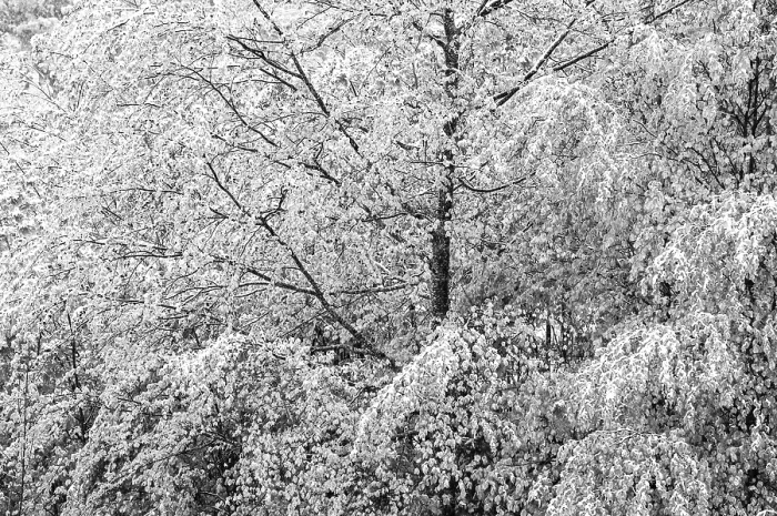 Framed Print : Deciduous Trees Covered in Snow Print, Upper Austria Framed Print : Deciduous Trees Covered in Snow Print, Upper Austria