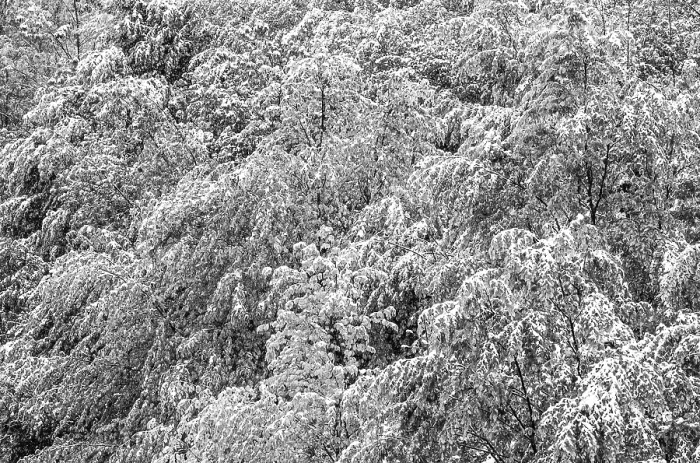 Framed Print : Deciduous Trees Covered in Snow Print, Upper Austria Framed Print : Deciduous Trees Covered in Snow Print, Upper Austria