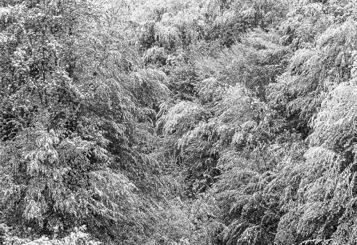 Framed Print : Deciduous Trees Covered with Snow Print, Upper Austria Framed Print : Deciduous Trees Covered with Snow Print, Upper Austria
