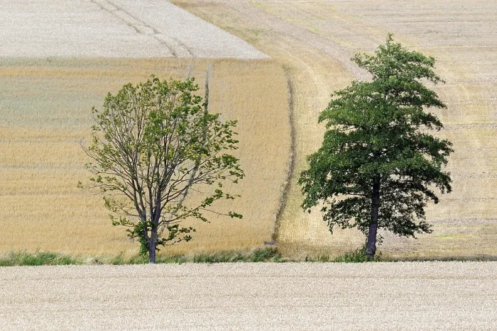 Framed Print : Deciduous trees in grain fields ready for harvest Print, Germany Framed Print : Deciduous trees in grain fields ready for harvest Print, Germany