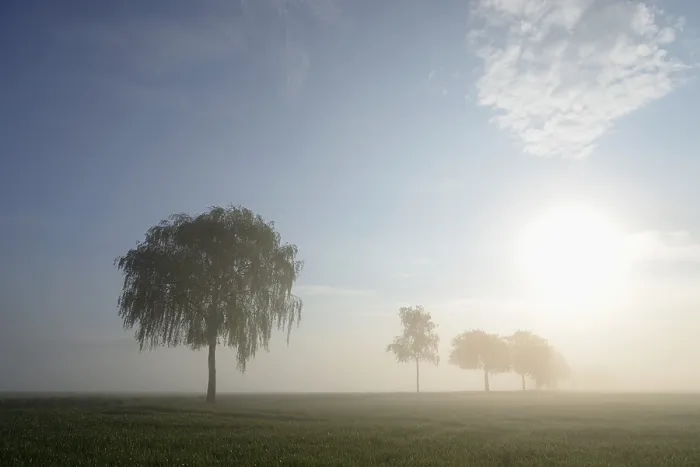 Framed Print : Deciduous Trees in Mist, North Rhine-Westphalia Print