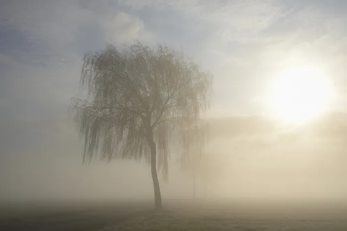 Framed Print : Deciduous Trees in Misty Sunshine Print, Germany Framed Print : Deciduous Trees in Misty Sunshine Print, Germany