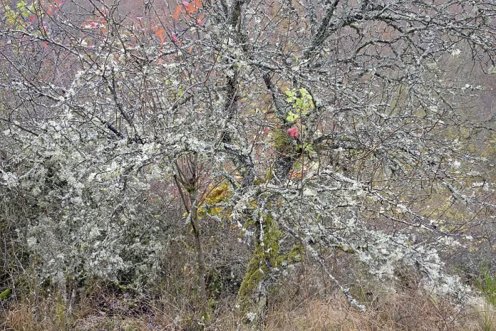 Framed Print : Deciduous Trees Overgrown with Lichens Print, Moselle Region Framed Print : Deciduous Trees Overgrown with Lichens Print, Moselle Region