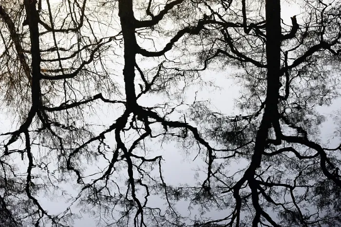 Framed Print : Deciduous Trees Print, North Rhine-Westphalia, Germany