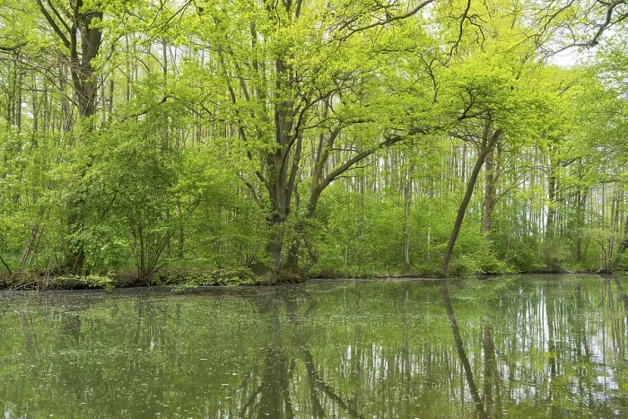 Framed Print : Deciduous Trees Print, Mritz National Park, Germany