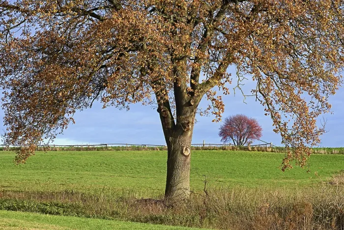 Framed Print : Deciduous Trees Print, Autumn Landscape in Germany Framed Print : Deciduous Trees Print, Autumn Landscape in Germany