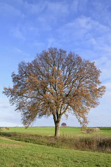 Framed Print : Deciduous Tree Print, Autumn Landscape in Germany Framed Print : Deciduous Tree Print, Autumn Landscape in Germany