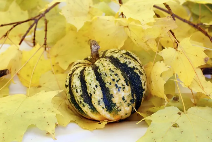 Framed Print : Decorative Gourd Print Framed Print : Decorative Gourd Print
