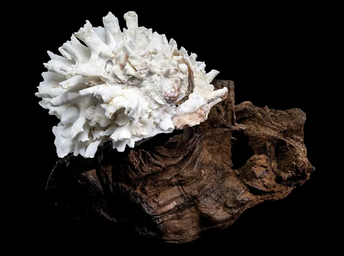 Framed Print : Decorative White Seashell Print on Dark Driftwood Framed Print : Decorative White Seashell Print on Dark Driftwood