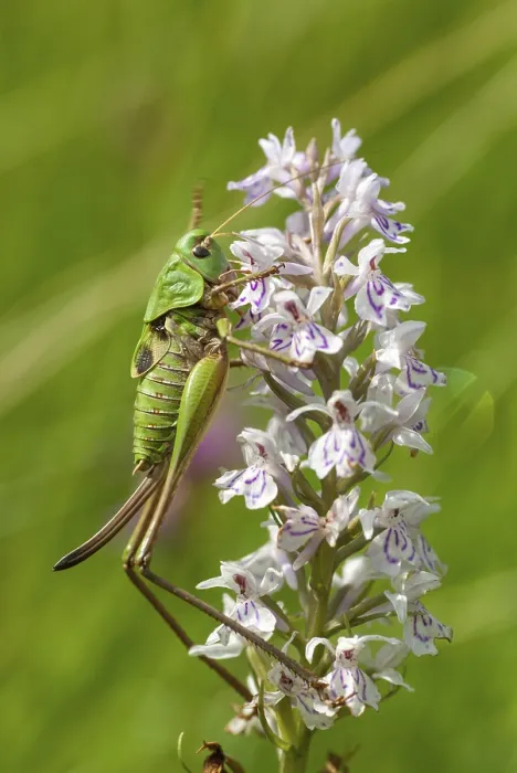 Framed Print : Decticus verrucivorus Grasshopper Print Framed Print : Decticus verrucivorus Grasshopper Print