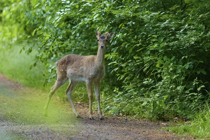 Framed Print : Fallow Deer in Hesse, Germany Print Framed Print : Fallow Deer in Hesse, Germany Print