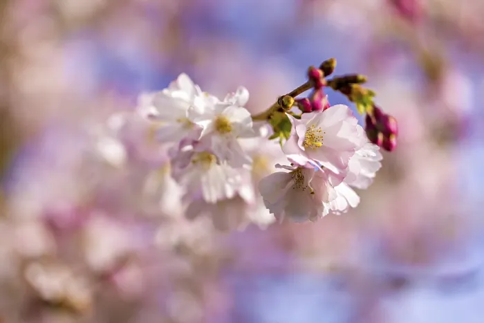 Framed Print : Delicate Cherry Blossoms in Full Bloom Print Framed Print : Delicate Cherry Blossoms in Full Bloom Print