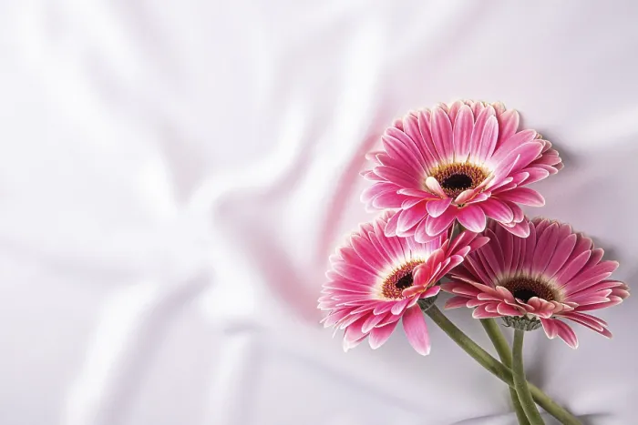 Framed Print : Delicate Festive Background Print - Romantic Floral Design