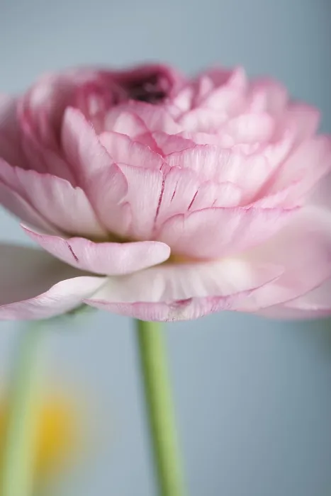 Framed Print : Delicate Pink Ranunculus Print Framed Print : Delicate Pink Ranunculus Print