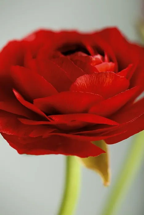 Framed Print : Delicate Red Ranunculus Print Framed Print : Delicate Red Ranunculus Print