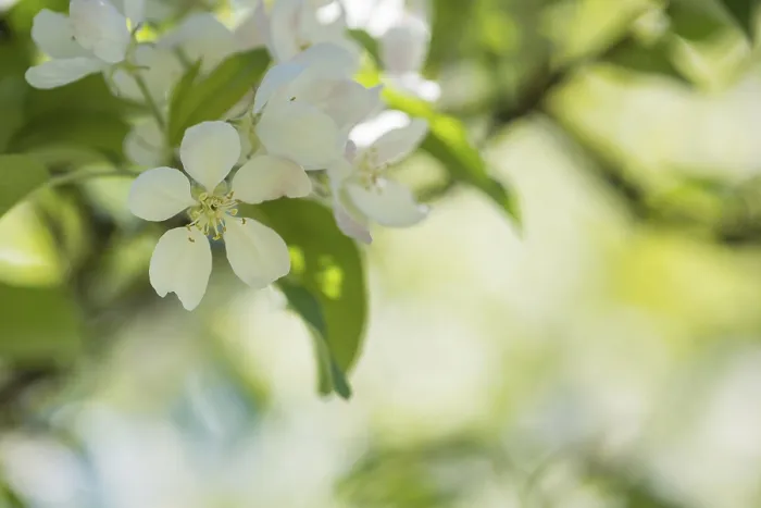 Framed Print : Delicate White Apple Blossoms Print Framed Print : Delicate White Apple Blossoms Print
