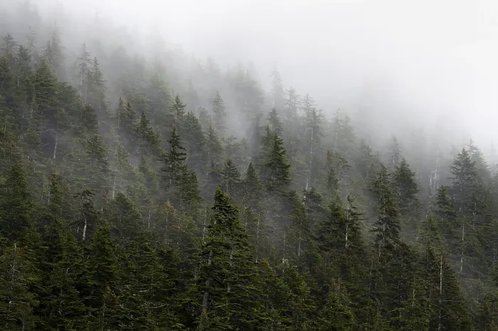 Framed Print : Alaskan Mountain Forest Print Framed Print : Alaskan Mountain Forest Print