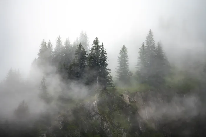 Framed Print : Alaskan Mountain Forest Print Framed Print : Alaskan Mountain Forest Print