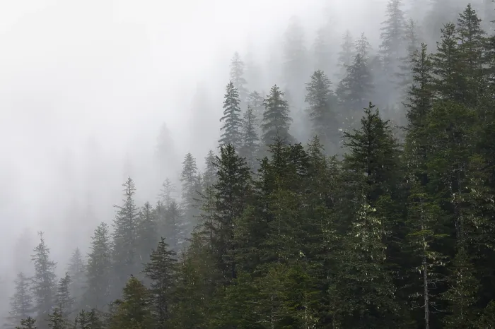 Framed Print : Alaskan Mountain Forest Print Framed Print : Alaskan Mountain Forest Print