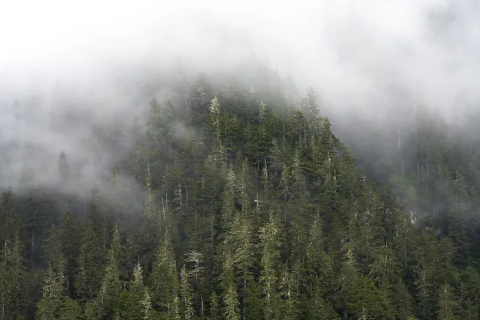 Framed Print : Alaskan Mountain Forest Print Framed Print : Alaskan Mountain Forest Print