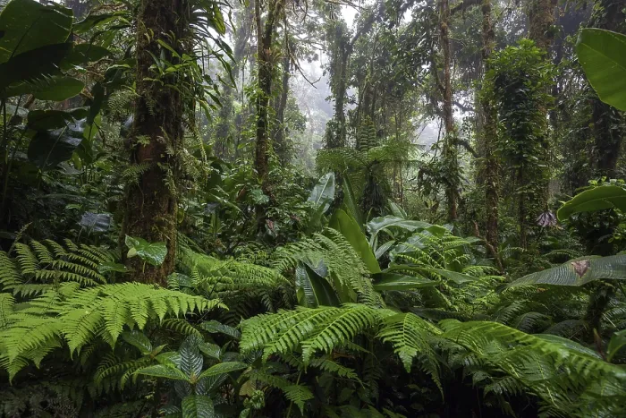 Framed Print : Dense Vegetation Print, Cloud Forest, Costa Rica Framed Print : Dense Vegetation Print, Cloud Forest, Costa Rica