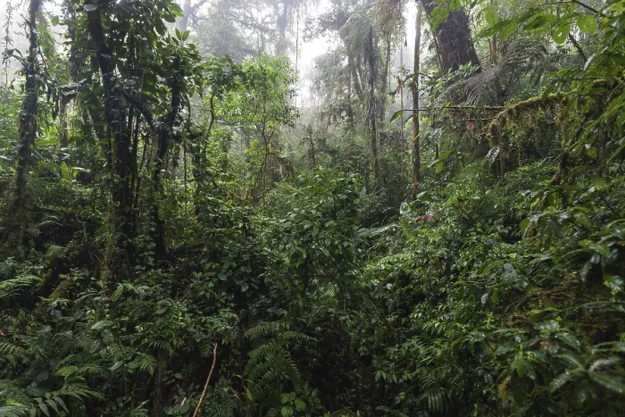 Framed Print : Dense Vegetation in Cloud Forest Print, Costa Rica Framed Print : Dense Vegetation in Cloud Forest Print, Costa Rica